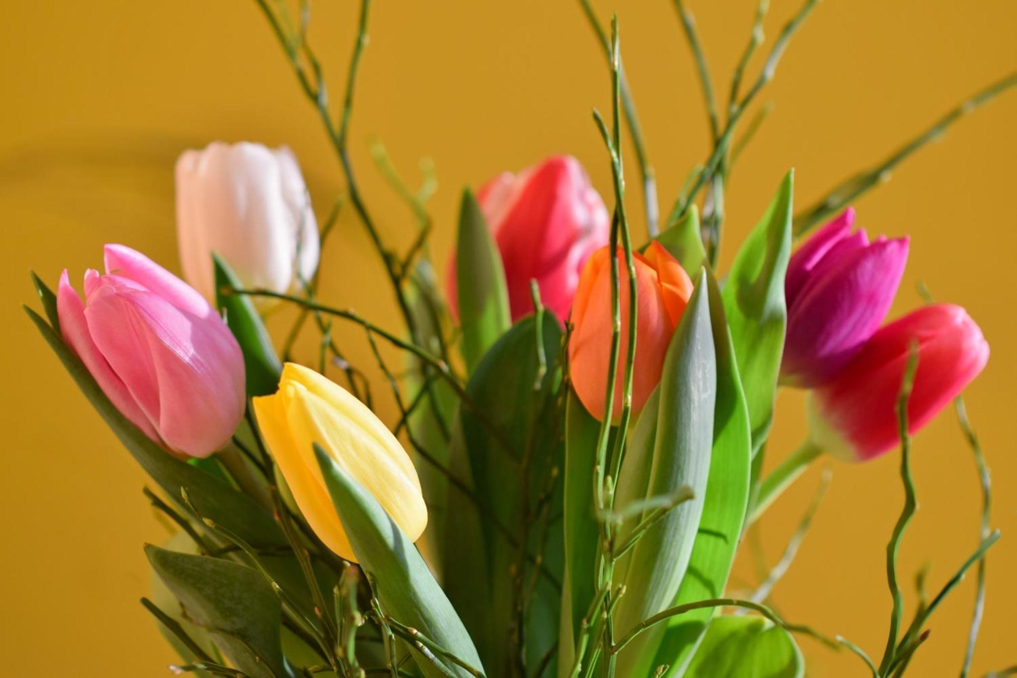 Appartement Des Tulipes In Paris
