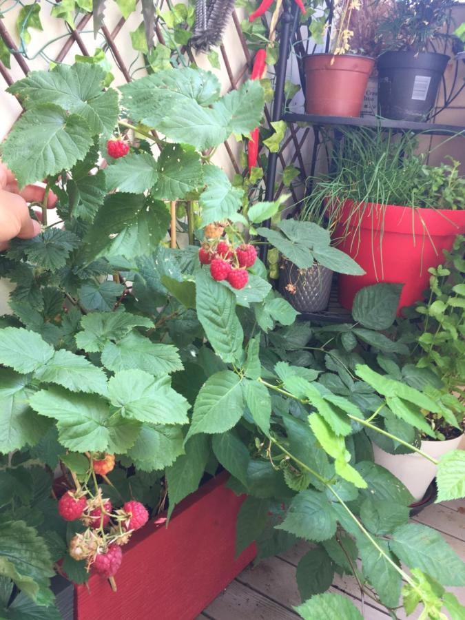 Ma Terrasse A Belleville - Chez Yoyo Paris